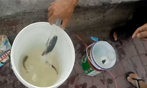 Há hốc mồm xem câu cá bằng bột mì, chai nhựa 'dễ như ăn cháo' ở Vũng Tàu