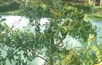 Rùng mình cảnh hàng chục con rắn lục quấn lấy nhau, ngụy trang trên cây si