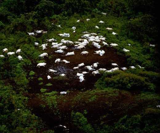 Đám mây trắng chứa bí ẩn gì mà bay qua cũng khiến 1.700 người và gia súc lăn ra chết?