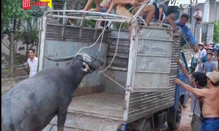 Tây Ninh: Trâu điên nổi loạn, húc 6 người đa chấn thương nhập viện