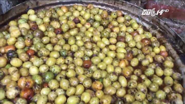 Cận cảnh quy trình làm mứt táo thối ủng, lẫn với ruồi chết ở Hưng Yên