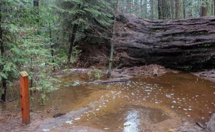 Cây khổng lồ 1.000 tuổi nổi tiếng bất ngờ bị bão quật đổ