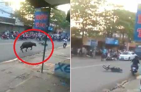Clip: Trâu điên húc đổ xe máy, rượt người náo loạn đường phố Biên Hòa