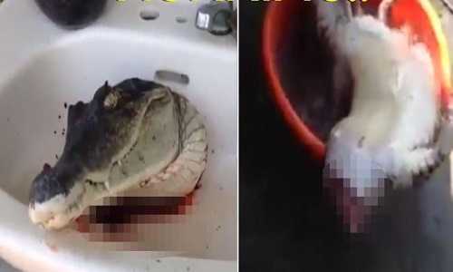 Cắt lìa thân, cá sấu vẫn há miệng đớp điên cuồng
