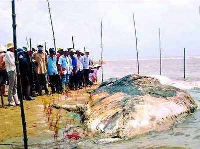 Ly kỳ hai ‘cá thần’ khổng lồ trăm tuổi cùng chọn đất lành để ‘quy tiên’