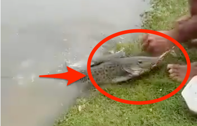 Cá trê háu đói lao lên bờ đớp mồi từ tay ngư dân