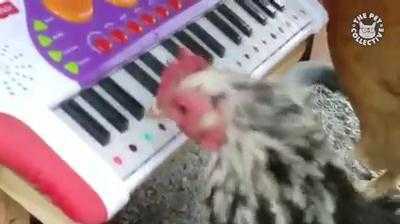 'Há hốc mồm' xem gà chơi trống, đánh đàn cực đỉnh