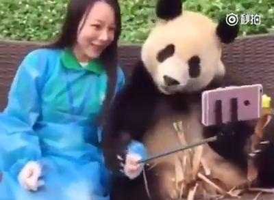 Phì cười clip gấu trúc làm duyên 'tự sướng'