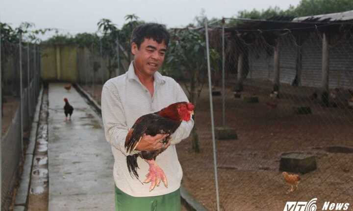 Video: 'Kho báu' gà Đông Tảo tiền tỉ của lão nông Hà Tĩnh