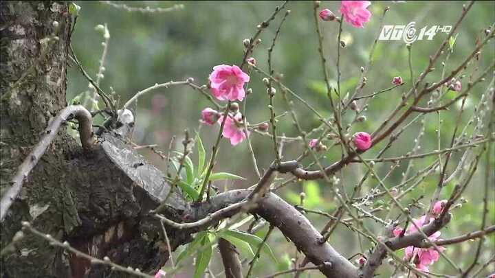 Chọn thế đào gì cho một năm sung túc?