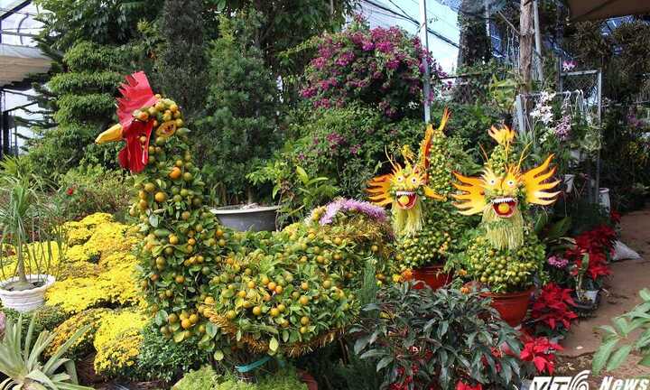 Quất 'kim kê' giá bạc triệu lên ngôi Tết Đinh Dậu 2017