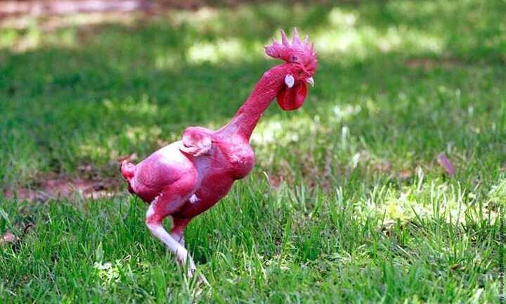 Gà Đông Tảo lọt top giống gà độc đáo nhất thế giới