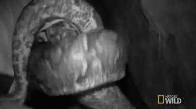 Nghẹt thở clip chui xuống hang sâu thu phục trăn đá khổng lồ