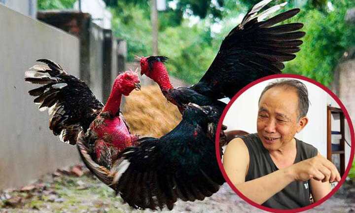 Kỳ nhân Nguyễn Bảo Sinh và 'thần kê' Ô Mướp