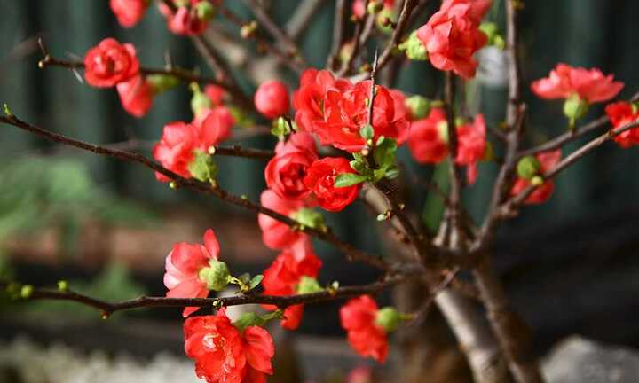 Mai đỏ Trung Quốc 'hét' giá tiền triệu ở Thủ đô