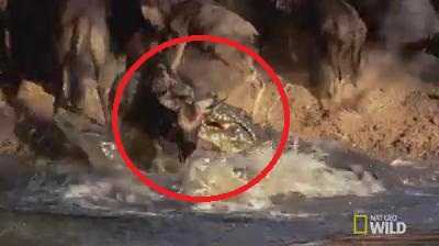 Ra sông uống nước, linh dương đầu bò bị cá sấu phục kích, ngoạm cổ