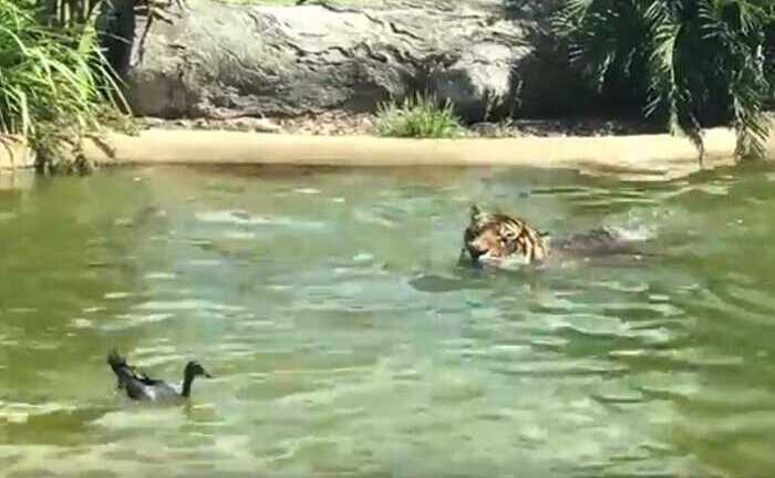 Vịt láu cá 'giỡn mặt', chúa sơn lâm ngậm ngùi chào thua