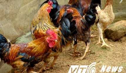 Gà chín cựa 100 triệu và giấc mơ thành vua khi ăn 'lễ vật của vua Hùng'