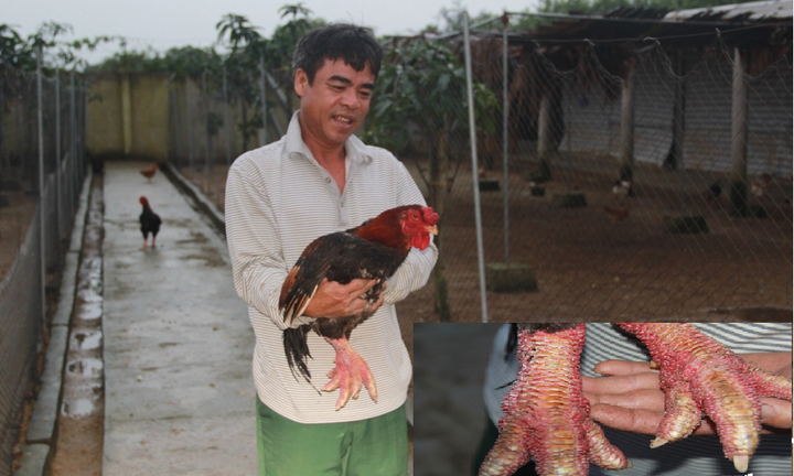 'Kho báu' gà Đông Tảo tiền tỉ của lão nông Hà Tĩnh