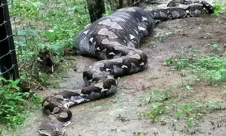 Nuốt chửng 2 con dê một lúc, trăn 'khủng' bị dân làng bắt giữ