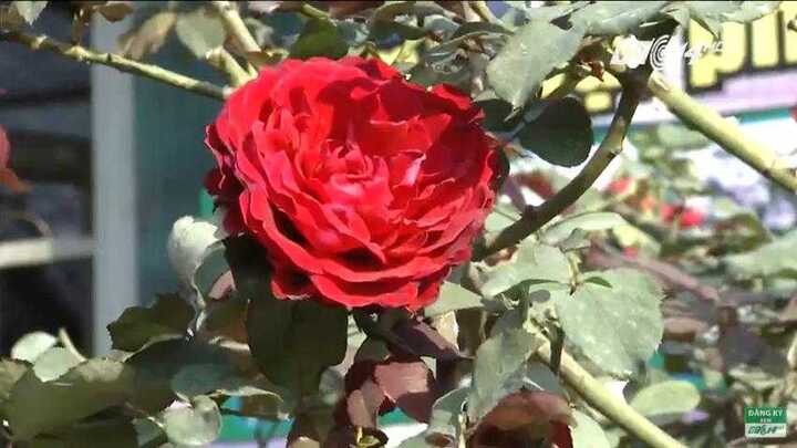 Hồng cổ giá hàng chục triệu đồng/cây vẫn được săn lùng dịp Tết