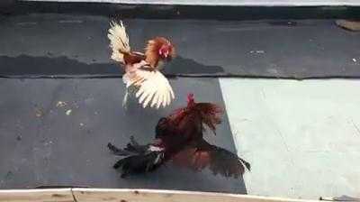 Gà biểu diễn 'kê quyền' gây sốt cộng đồng mạng