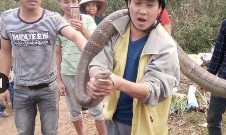 Video: Bắt sống rắn hổ mang chúa hoang dã khổng lồ ở Phú Thọ