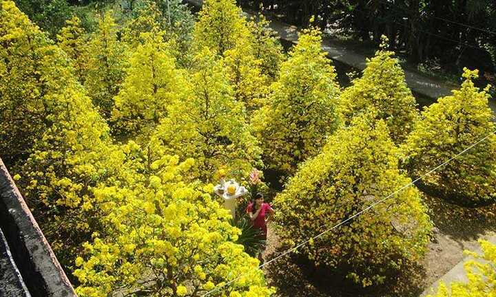 10.000 cây mai nở vàng rực một góc trời khiến người xem ngỡ ngàng