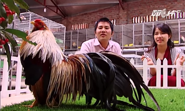 Ghé thăm trang trại 'gà vũ công' ngàn đô của tỷ phú trẻ Hà thành