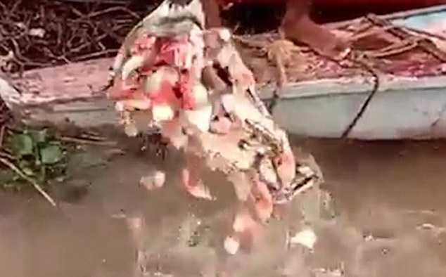 Rùng mình cảnh đàn cá piranha điên cuồng rỉa thịt đầu bò
