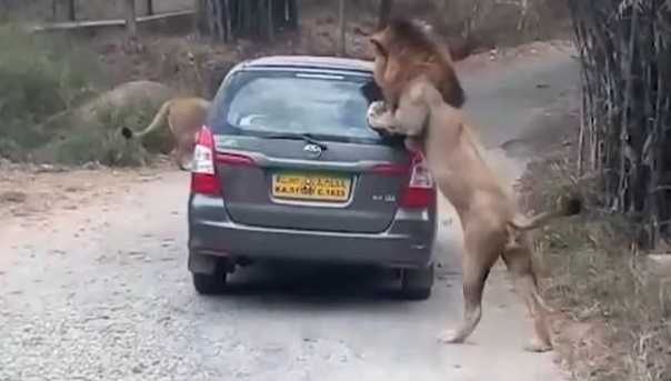 Kinh hãi cảnh sư tử lao vào xe ô tô tấn công người
