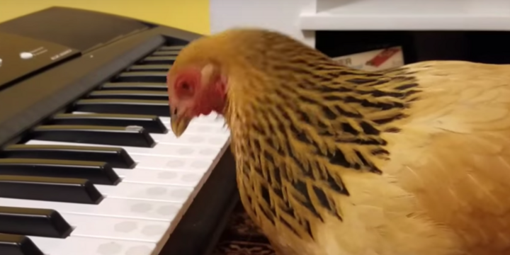 Sau 2 tuần huấn luyện, gà mái chơi đàn piano điêu luyện như người