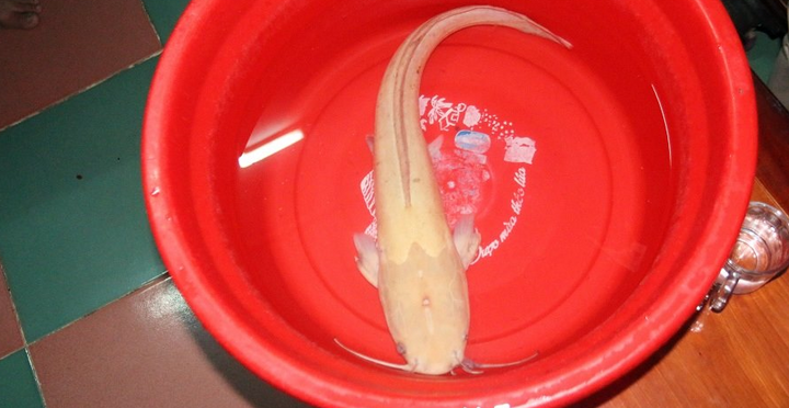 Đổ xô đi xem cá trê vàng 'khủng' ở Đà Nẵng