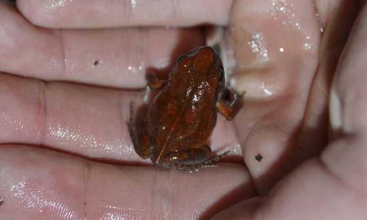 Ếch siêu hiếm xuất hiện lần đầu tiên sau hàng chục năm mất tích