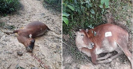 Lên rừng tìm bò sau Tết, hoảng hốt thấy cả đàn bò chết bất thường