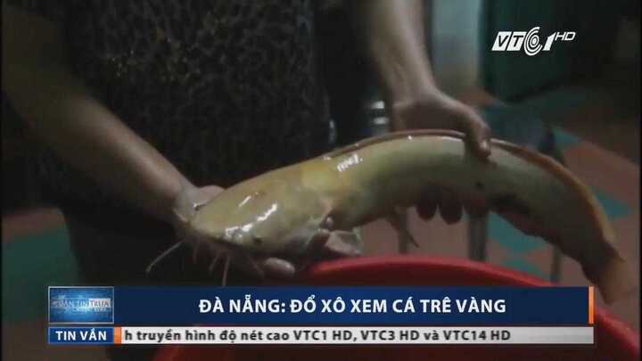 Clip: Mục sở thị cá trê vàng quý hiếm nặng gần 2kg ở Đà Nẵng