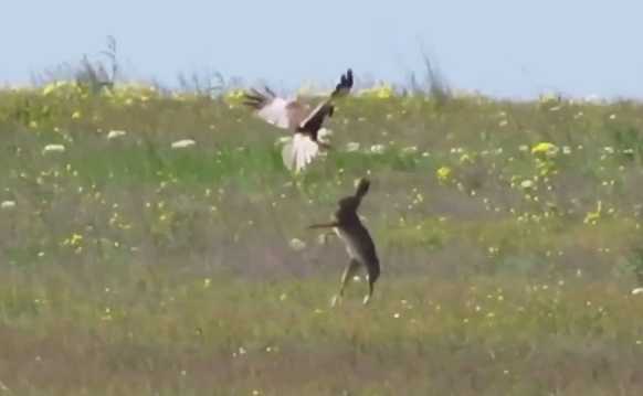 Thỏ phản đòn mạnh mẽ khiến chim ưng bất lực chào thua