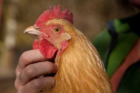 Thực hư thông tin gà mổ vào tay gây chết người