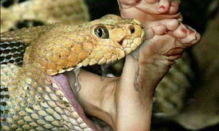 Xôn xao thông tin trăn khổng lồ nuốt phụ nữ ở Malaysia