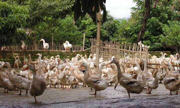 900 con vịt chết đột ngột sau khi ăn thóc khiến nông dân lo sợ