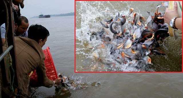 Chuyên gia thủy sản: 'Phóng sinh cá chim trắng ra sông Hồng phản cảm cả khoa học và tâm linh'