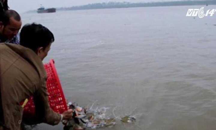 Chi cục Thủy sản Hà Nội: Cá chim trắng phóng sinh không gây hại cho môi trường