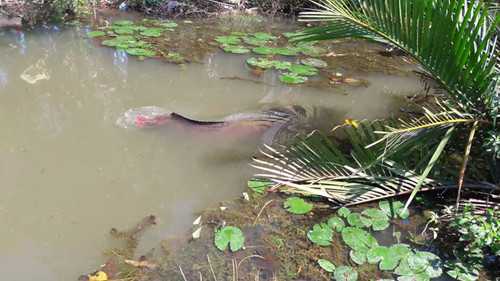 Clip: Bắt được cá hải tượng dài gần 2 mét, nặng 100kg ở Tiền Giang