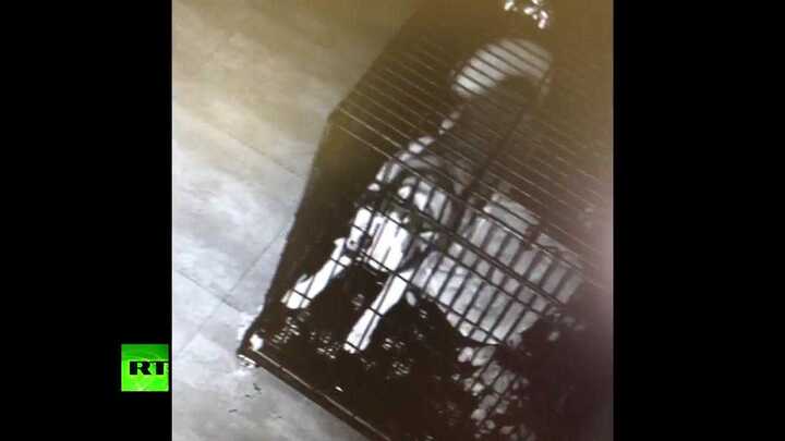 Clip: Chú chó thông minh phá lồng sắt, rủ bạn đào tẩu khỏi phòng khám thú y