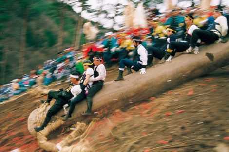 Các lễ hội nguy hiểm nhất thế giới: Liều mạng cưỡi thân cây khổng lồ lao vách núi ở Nhật Bản