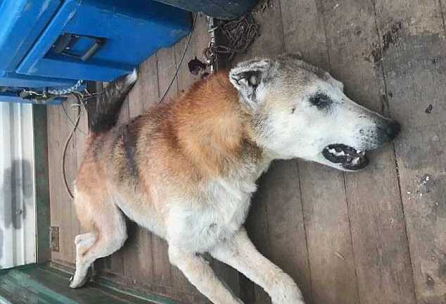 Con chó được ví như kẻ giết người hàng loạt Hannibal Lecter giết chết 500 con cừu