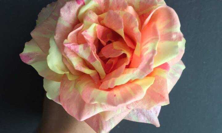 Valentine 2017: Hoa hồng ngoại 500.000 đồng/bông hút khách, hồng nội tăng giá 5 lần