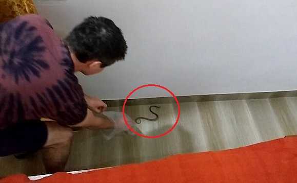 Rắn 'đại náo' phòng khách sạn khiến du khách sợ khiếp vía
