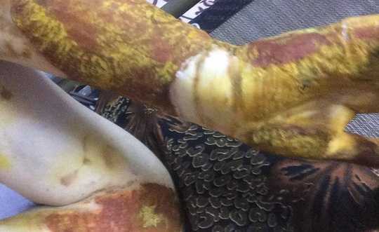 Nữ sinh lớp 12 bị bỏng trong giờ thực hành Hoá: Kỷ luật hiệu trưởng THPT Phan Đình Phùng