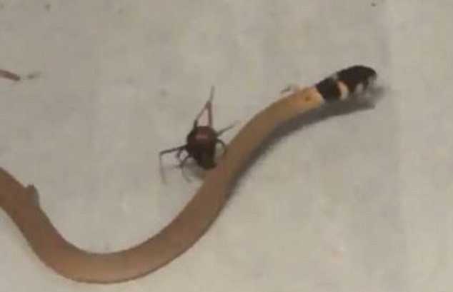 Clip: Rắn nâu giãy giụa tuyệt vọng trong lưới của nhện độc lưng đỏ